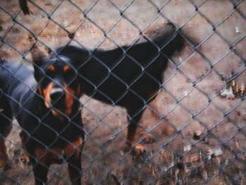 Chainlink fence seen through chainlink fence