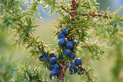 Close-up of fruits growing on tree