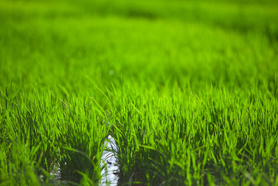 Close-up of grass growing in field