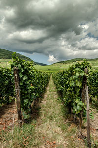 Vineyard against cloudy sky