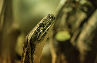 Close-up of lizard on leaf