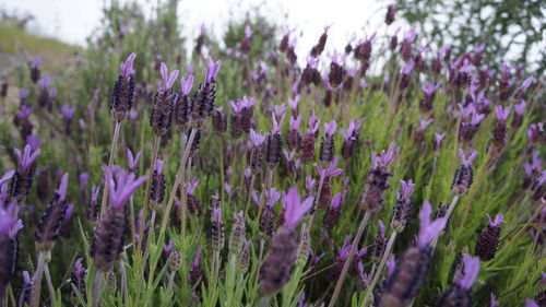 Close-up of purple flowers blooming in field