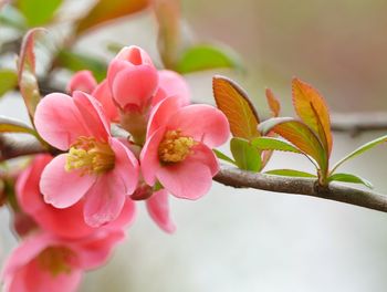 Close-up of pink cherry blossoms in spring