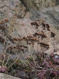 Close-up of dried plant on field
