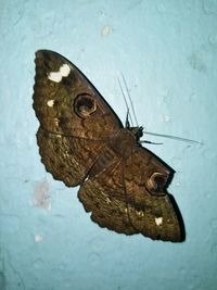 High angle view of butterfly on leaf