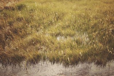 Full frame shot of grass on land