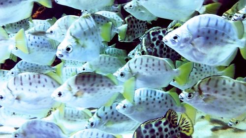 Close-up of fishes swimming in sea