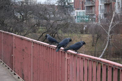 Pigeon on railing against trees in city