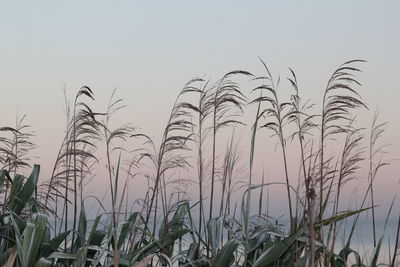 Low angle view of plants growing on field against sky