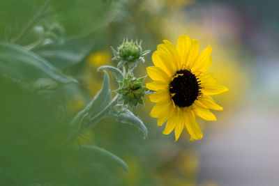 Close-up of yellow flower blooming outdoors