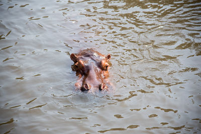 High angle view of turtle swimming in lake