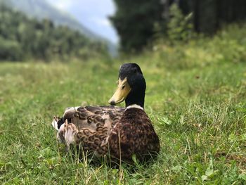 Close-up of duck on field