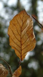 Close-up of maple leaf on tree