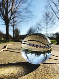 Close-up of crystal ball on bare tree