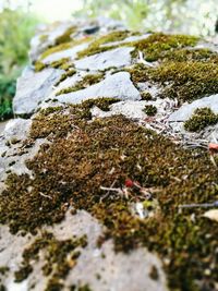 Moss growing on rocks