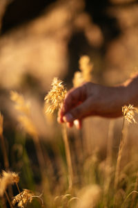 Midsection of person holding wheat on field