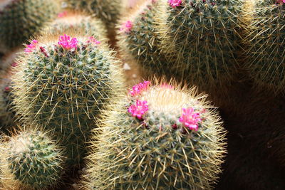 Close-up of succulent plant