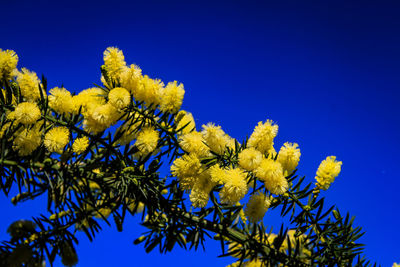 Low angle view of yellow flowering plant against clear blue sky
