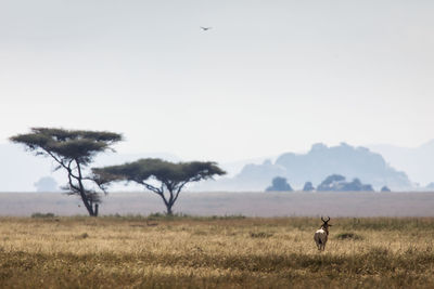 View of a horse on field