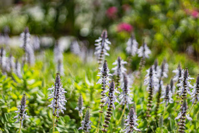 Close-up of flowering plants on field