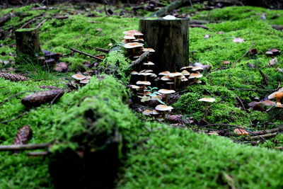 Close-up of mushrooms on log