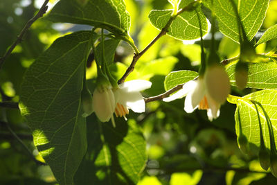 Close-up of berries growing on tree