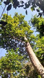 Low angle view of tree against sky