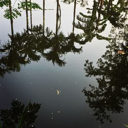 Reflection of trees on lake against sky