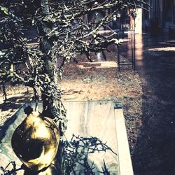 Close-up of plants hanging by tree against building