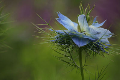 Close-up of blue flower