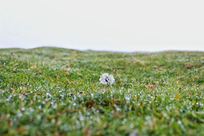 Close-up of flowers growing in field