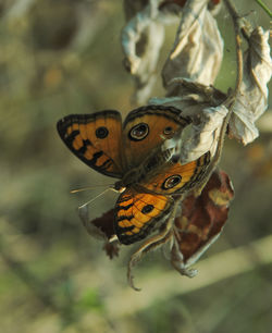 Close-up of butterfly pollinating flower