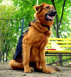 Dog sitting on tree trunk