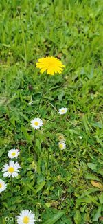 Close-up of yellow flowering plant on field