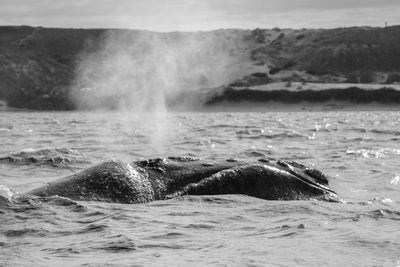 Waves splashing in sea