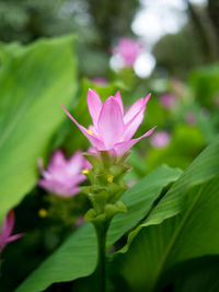 Close-up of pink flowering plant