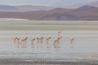 Flock of birds in the lake