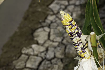 Close-up of yellow flowering plant