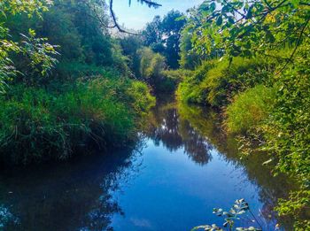 Scenic view of river amidst trees against sky