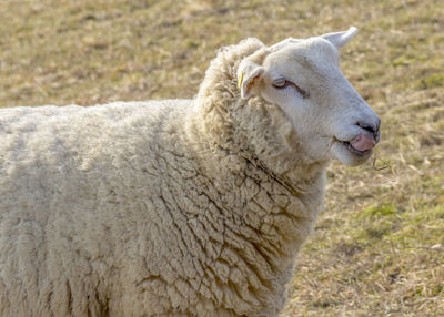 Close-up portrait of a sheep on field