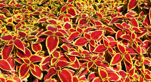 Full frame shot of leaves