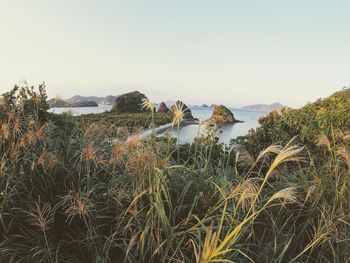 Plants growing on landscape against clear sky