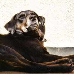 Portrait of dog looking away