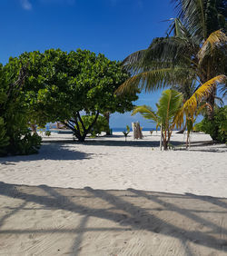 Palm trees on beach against clear sky