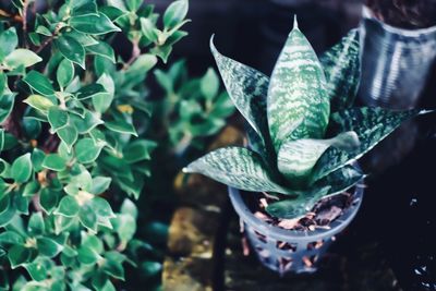 Close-up of succulent plant