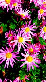 Close-up of pink flowers