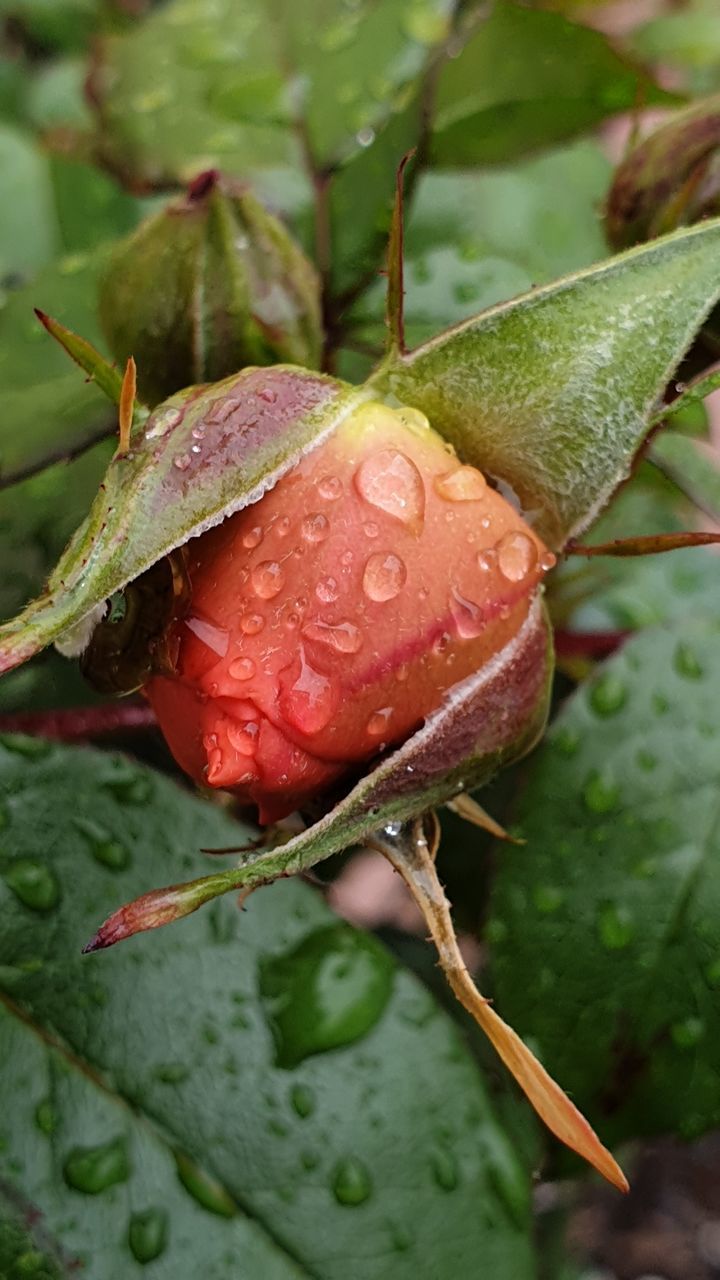 CLOSE-UP OF WET RED BERRIES