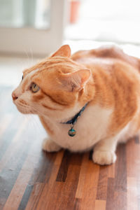 Close-up of cat sitting on hardwood floor