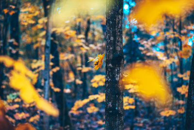 Close-up of tree trunk during autumn