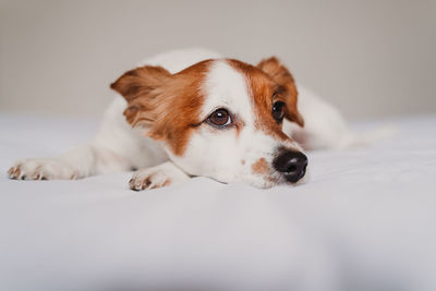 Close-up of dog resting on bed